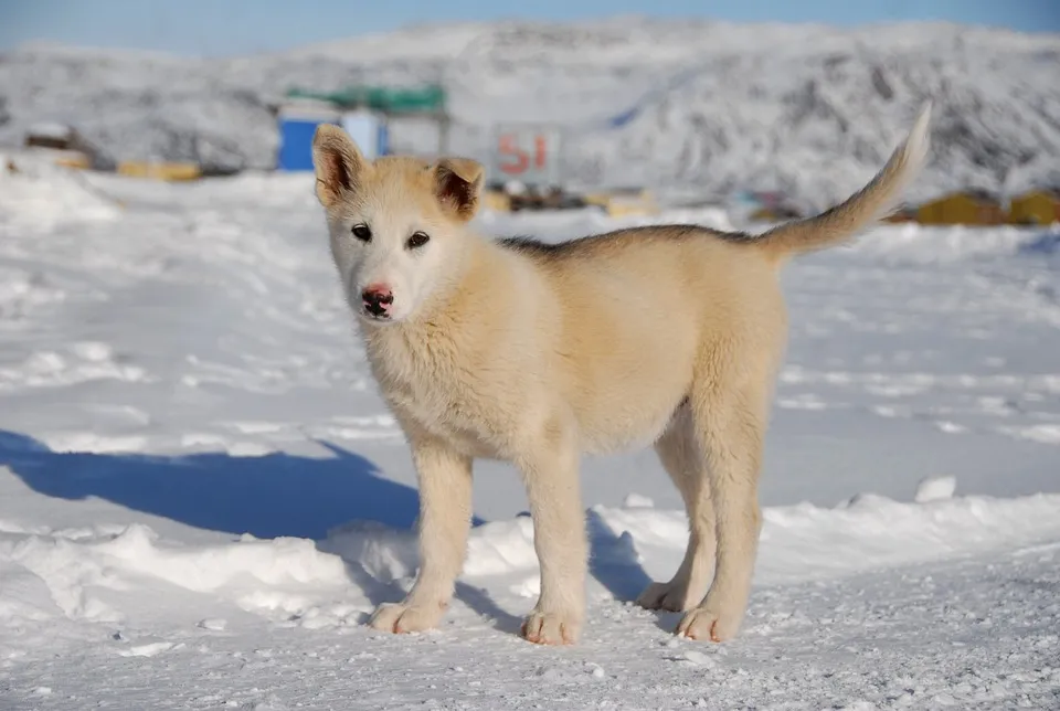 Greenland Dog